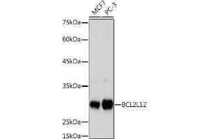Western blot analysis of extracts of various cell lines, using BCL2L12 Rabbit mAb (ABIN7265864) at 1:1000 dilution. (BCL2L12 anticorps)