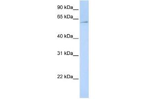 EIF3EIP antibody used at 1 ug/ml to detect target protein. (EIF3L anticorps  (N-Term))