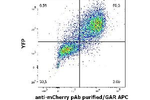 Flow cytometry surface staining pattern of HEK293T/17 cells co-transfected with mCherry/GPI and YFP/GPI constructs stained using anti-mCherry Purified rabbit polyclonal antibody (concentration in sample 2 μg/mL, GAR APC). (mCherry anticorps)