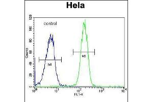 Flow cytometric analysis of Hela cells (right histogram) compared to a negative control cell (left histogram). (GALNT5 anticorps  (N-Term))