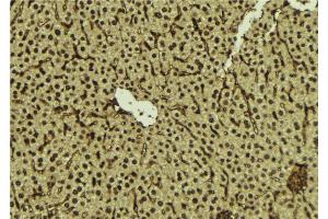 ABIN6276895 at 1/100 staining Mouse liver tissue by IHC-P.