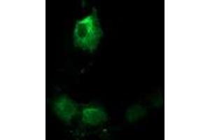 Anti-TACC3 mouse monoclonal antibody (ABIN2453828) immunofluorescent staining of COS7 cells transiently transfected by pCMV6-ENTRY TACC3 (RC210754). (TACC3 anticorps)