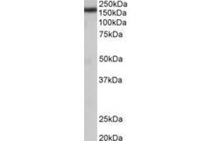 Image no. 1 for anti-Zinc Finger, CCHC Domain Containing 11 (ZCCHC11) (AA 830-844) antibody (ABIN1105101) (ZCCHC11 anticorps  (AA 830-844))