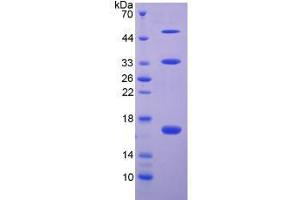 SDS-PAGE analysis of Human Collagen Type X Protein. (COL10 Protéine)