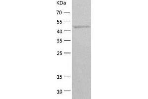 Western Blotting (WB) image for Autophagy related 4C Cysteine Peptidase (ATG4C) (AA 1-458) protein (His-IF2DI Tag) (ABIN7121953)