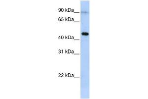 WB Suggested Anti-EPX Antibody Titration:  0. (EPX anticorps  (Middle Region))