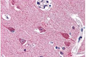 Human Brain, Cortex (formalin-fixed, paraffin-embedded) stained with VGF antibody ABIN337343 at 5 ug/ml followed by biotinylated goat anti-rabbit IgG secondary antibody ABIN481713, alkaline phosphatase-streptavidin and chromogen. (VGF anticorps  (C-Term))