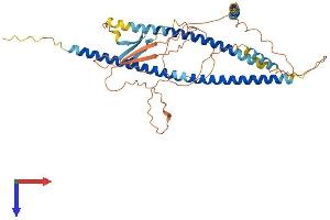AlphaFold protein structure predicition of Human Recombinant CBY2 Protein, UniprotID Q8NA61