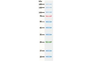 SDS-PAGE (SDS) image for ExcelBand™ 3-color Regular Range Protein Marker (ABIN5662604)
