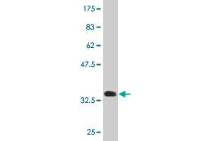 Western Blot detection against Immunogen (33.