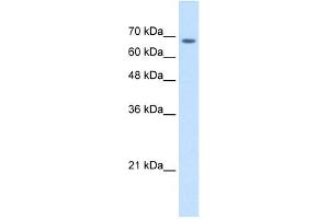 WB Suggested Anti-TM9SF1 Antibody Titration:  2. (TM9SF1 anticorps  (Middle Region))