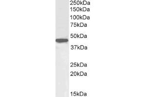 ABIN571163 (1µg/ml) staining of HepG2 cell lysate (35µg protein in RIPA buffer). (OCT4 anticorps  (Internal Region))