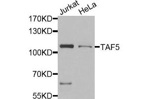Western blot analysis of extracts of Jurkat and HeLa placenta cells, using TAF5 antibody. (TAF5 anticorps)