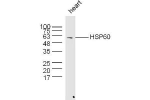 Mouse heart lysates probed with Rabbit Anti-HSP60 Polyclonal Antibody  at 1:300 overnight at 4˚C.
