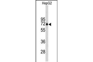 Western blot analysis of FBXO3 Antibody in HepG2 cell line lysates (35ug/lane) (F-Box Protein 3 anticorps  (C-Term))