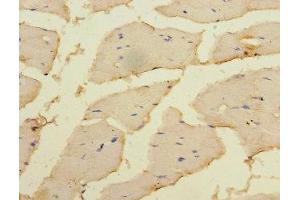 Immunohistochemistry of paraffin-embedded human skeletal muscle tissue using ABIN7150707 at dilution of 1:100