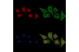 ABIN6258121 and ABIN6275068 staining HepG2 cells by IF/ICC. (POLD3 anticorps  (C-Term))