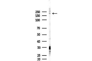 anti-MYO5C (Internal Region) antibody