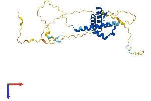 AlphaFold protein structure predicition of Mouse Recombinant Slbp Protein, UniprotID P97440
