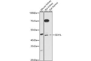 Western blot analysis of extracts of various cell lines, using SEH1L antibody (ABIN7270189) at 1:1000 dilution. (SEH1L anticorps)