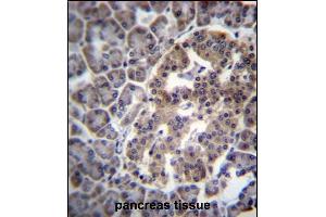 DNAJC14 Antibody (Center) (ABIN657070 and ABIN2846233) immunohistochemistry analysis in formalin fixed and paraffin embedded human pancreas tissue followed by peroxidase conjugation of the secondary antibody and DAB staining. (DNAJC14 anticorps  (AA 184-213))