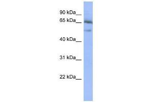 NFKBIE antibody used at 0. (NFKBIE anticorps  (Middle Region))