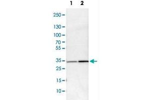 Western Blot analysis of Lane 1: NIH-3T3 cell lysate (mouse embryonic fibroblast cells) and Lane 2: NBT-II cell lysate (Wistar rat bladder tumor cells) with MAPRE1 polyclonal antibody . (MAPRE1 anticorps)