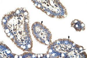 Image no. 1 for anti-Cyclin D Binding Myb-Like Transcription Factor 1 (DMTF1) (AA 626-675) antibody (ABIN6736296)