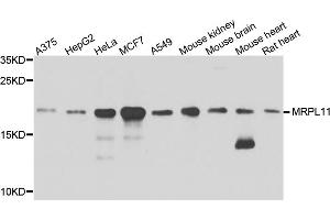 Western blot analysis of extracts of various cell lines, using MRPL11 antibody (ABIN1876210) at 1:1000 dilution. (MRPL11 anticorps)