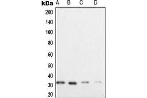 Western blot analysis of XRCC2 expression in HeLa (A), Raji (B), SW480 (C), Caco2 (D) whole cell lysates.