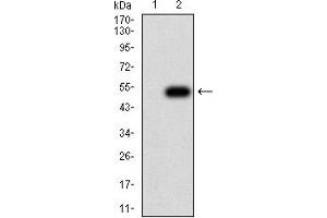 Western blot analysis using CD147 mAb against HEK293 (1) and CD147 (AA: extra 138-323)-hIgGFc transfected HEK293 (2) cell lysate.