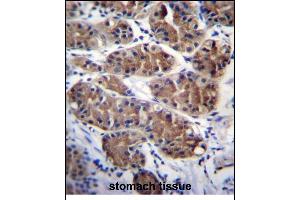 PCDHGC5 Antibody (Center) (ABIN656266 and ABIN2845579) immunohistochemistry analysis in formalin fixed and paraffin embedded human stomach tissue followed by peroxidase conjugation of the secondary antibody and DAB staining. (PCDHGC5 anticorps  (AA 499-526))