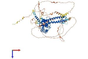 AlphaFold protein structure predicition of Mouse Recombinant Bap1 Protein, UniprotID Q99PU7