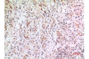 Immunohistochemistry (IHC) analysis of paraffin-embedded Human Brain, antibody was diluted at 1:100.
