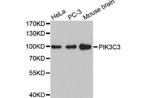 Western blot analysis of extracts of various cell lines, using PIK3C3 antibody.
