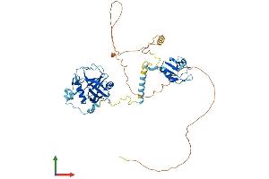 AlphaFold protein structure predicition of Mouse Recombinant Ppil4 Protein, UniprotID Q9CXG3