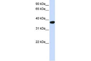 WB Suggested Anti-ICMT Antibody Titration:  0. (ICMT anticorps  (Middle Region))