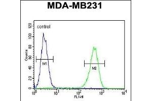 ACR Antibody (C-term) (ABIN654069 and ABIN2843966) flow cytometric analysis of MDA-M cells (right histogr) compared to a negative control cell (left histogr).