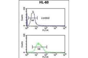 RNH2C Antibody (Center) (ABIN653251 and ABIN2842775) flow cytometric analysis of HL-60 cells (bottom histogram) compared to a negative control cell (top histogram). (RNASEH2C anticorps  (AA 80-108))
