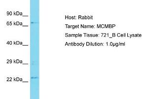 Host: Rabbit Target Name: MCMBP Sample Type: 721_B Whole Cell lysates Antibody Dilution: 1. (MCMBP anticorps  (N-Term))