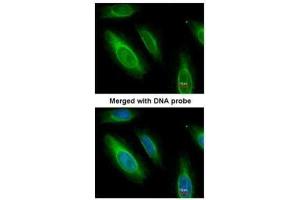 ICC/IF Image Immunofluorescence analysis of paraformaldehyde-fixed HeLa, using Argininosuccinate Lyase, antibody at 1:200 dilution.