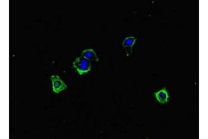 Immunofluorescent analysis of HepG2 cells using ABIN7150168 at dilution of 1:100 and Alexa Fluor 488-congugated AffiniPure Goat Anti-Rabbit IgG(H+L)
