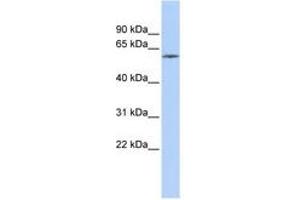 Image no. 1 for anti-Zinc Finger Protein 205 (ZNF205) (C-Term) antibody (ABIN6740542) (ZNF205 anticorps  (C-Term))
