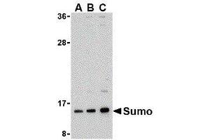 Western Blotting (WB) image for anti-Small Ubiquitin Related Modifier Protein 1 (SUMO1) (N-Term) antibody (ABIN2476632) (SUMO1 anticorps  (N-Term))