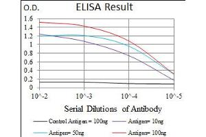 Image no. 3 for anti-Enolase 2 (Gamma, Neuronal) (ENO2) antibody (ABIN1491284) (ENO2/NSE anticorps)