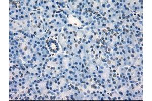 Image no. 3 for anti-Fc Fragment of IgG, Low Affinity IIa, Receptor (CD32) (FCGR2A) antibody (ABIN1497259)