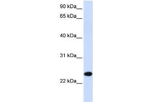 WB Suggested Anti-PILRB Antibody Titration:  0. (PILRB anticorps  (Middle Region))
