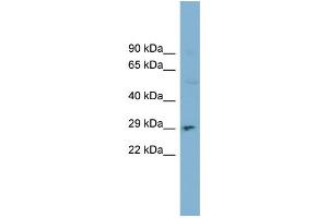 WB Suggested Anti-DNASE1 Antibody Titration:  0. (DNASE1 anticorps  (N-Term))
