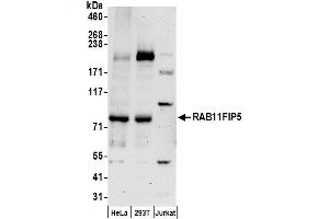 anti-RAB11 Family Interacting Protein 5 (Class I) (RAB11FIP5) (AA 400-450) antibody