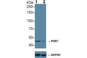 Western blot analysis of (1) Wild-type HeLa cell lysate, and (2) PGK1 knockout HeLa cell lysate, using Rabbit Anti-Human PGK1 Antibody (1 µg/ml) and HRP-conjugated Goat Anti-Mouse antibody (abx400001, 0.